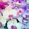 Orchid Bouquets