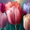 tulip color meanings