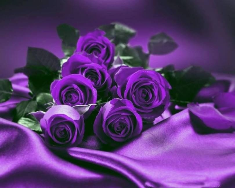 Romantic Purple Roses