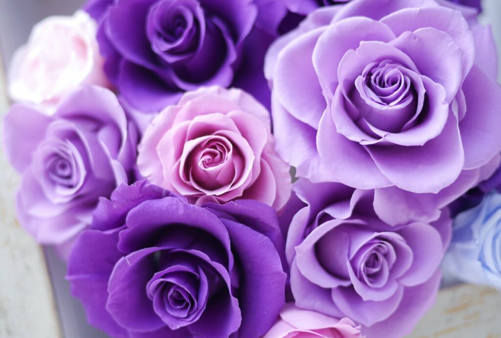 Romantic Purple Roses